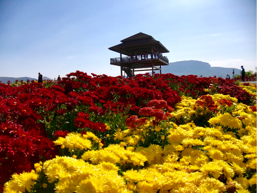 满山花开遍地香