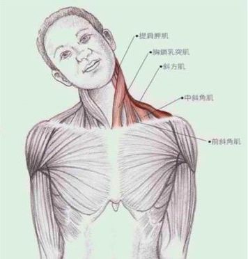 3)拉伸上斜方肌,注意两侧肩部水平,每侧拉伸保持30秒.