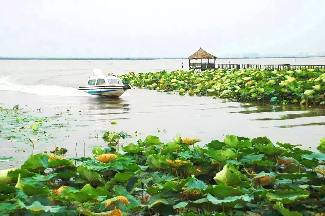 目的地介绍 destination 苏州阳澄湖莲花岛形似一枝莲花镶嵌在阳澄湖