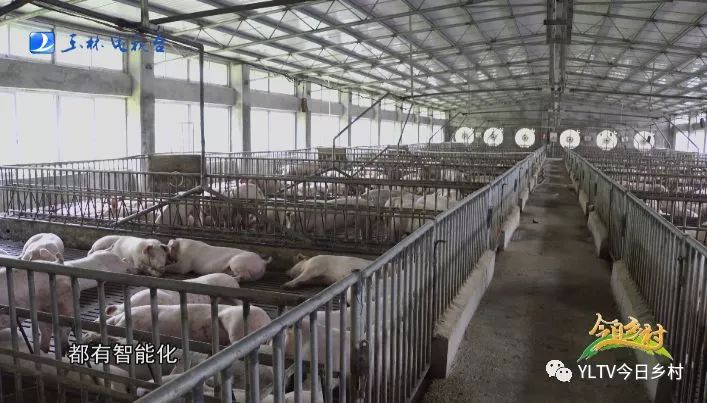 广西玉林六层猪场视频曝光,已投产高楼养猪究竟咋样?
