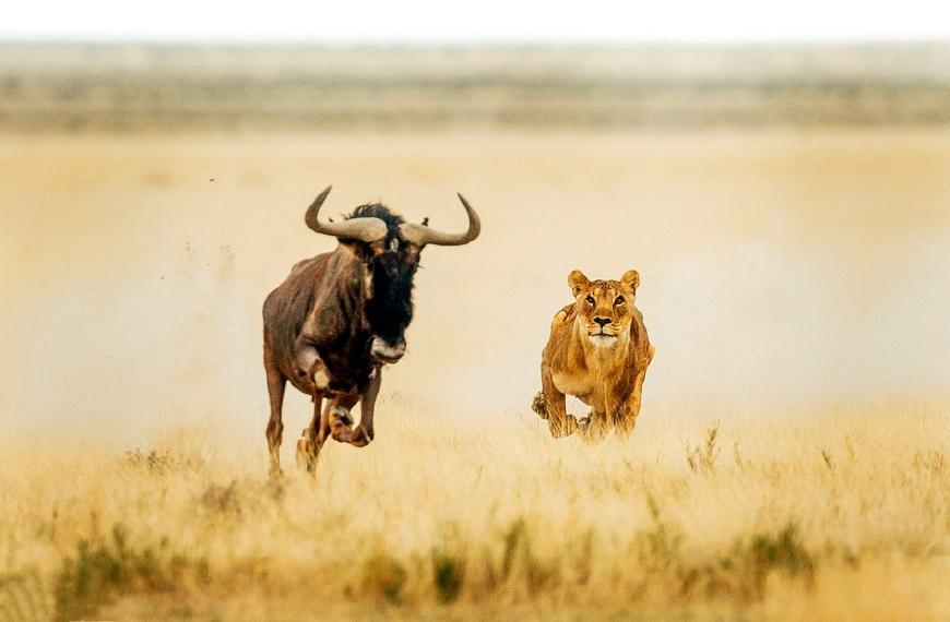 八张极精彩的动物捕猎照片.