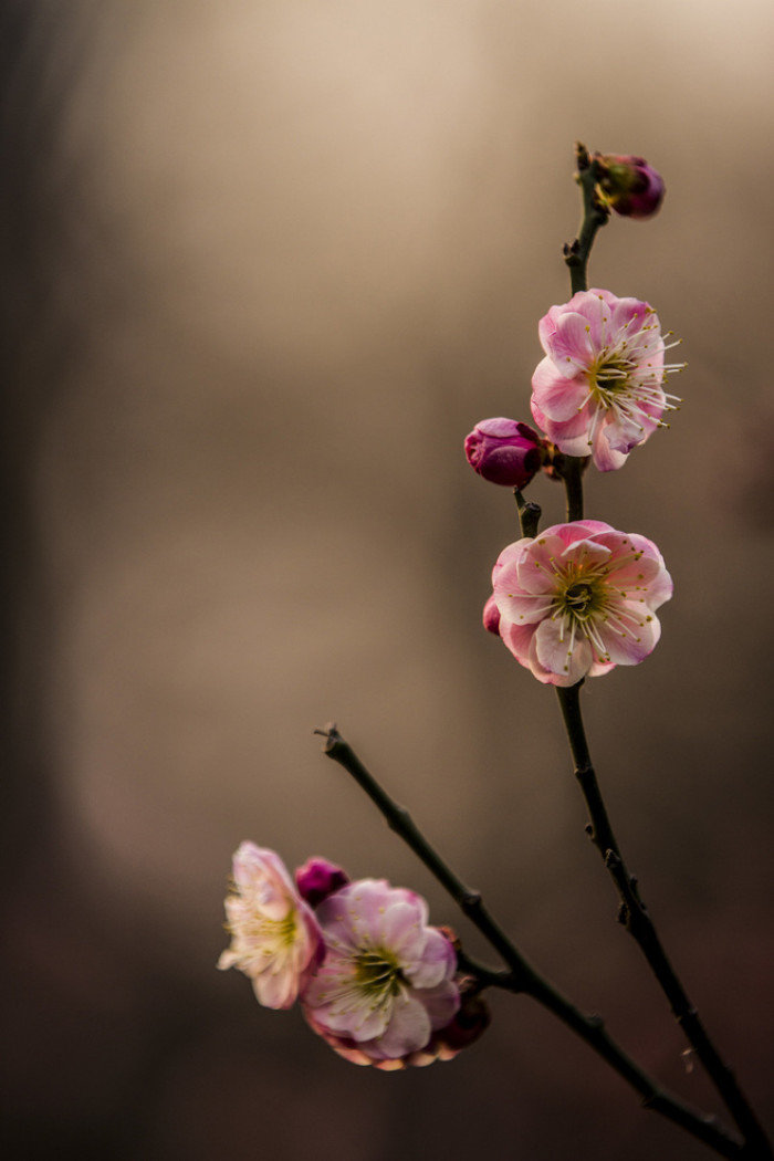 最早的梅花绝句,寥寥二十字温情了千年:江南无所有,聊赠一枝春