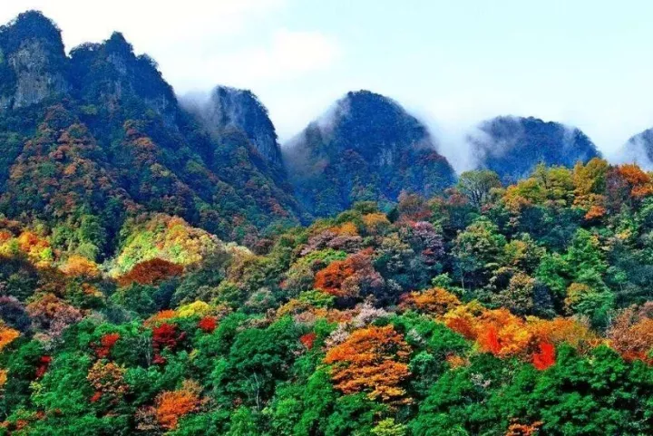 米仓山自然保护区·鼓城山红叶