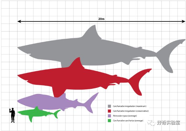 最长超过18厘米 是大白鲨牙齿的好几倍 科学家根据大白鲨的牙齿排列