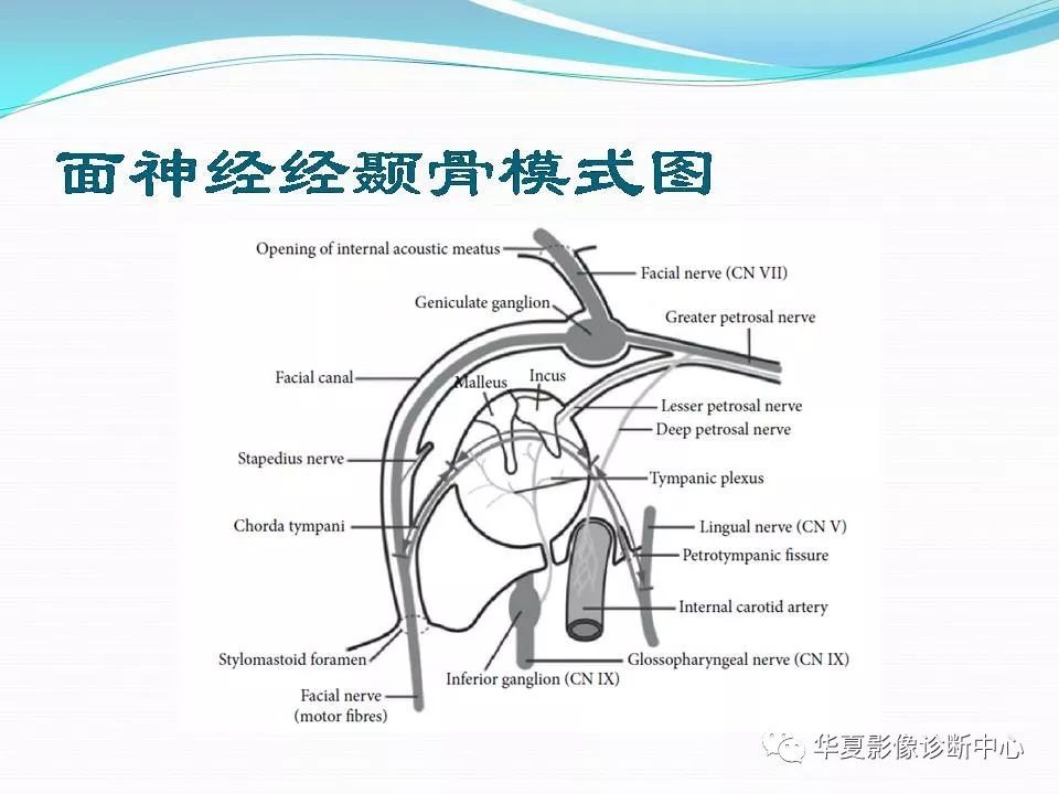 面神经的解剖与病变