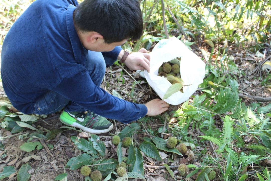 山上百年果树无人管,果子成熟没人捡,农民却让它自生自灭