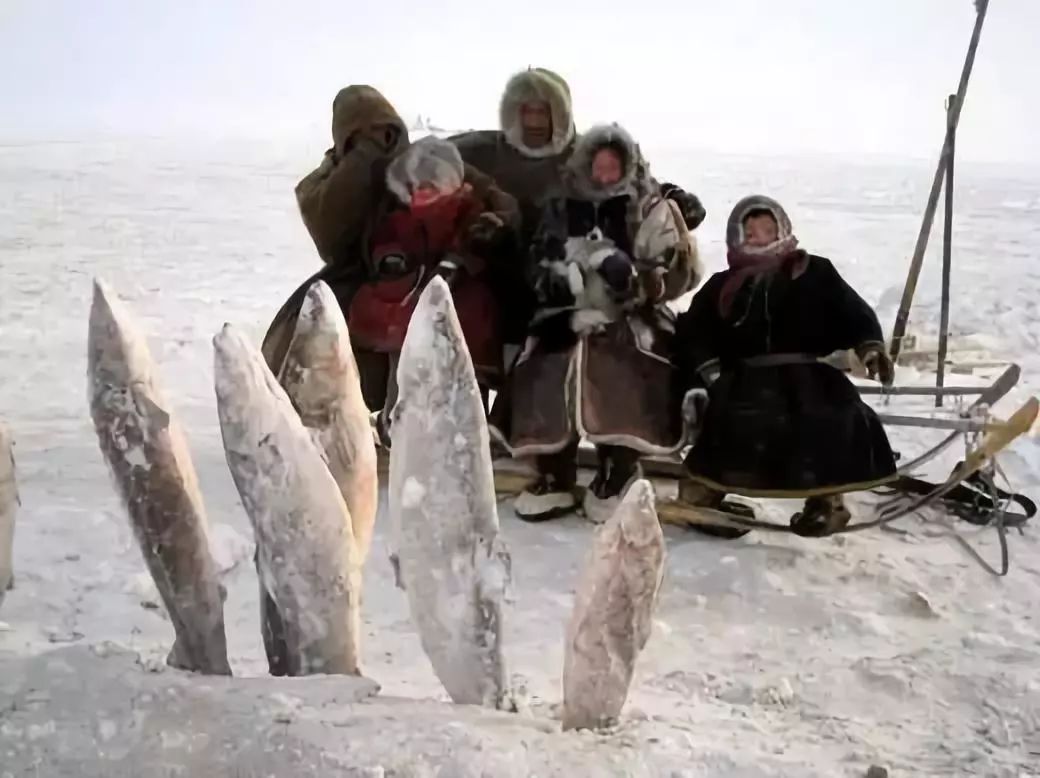 北极春猎-我们和因纽特人生活了5年，终于参加了从没有外族人进入的寻根之旅_海豹
