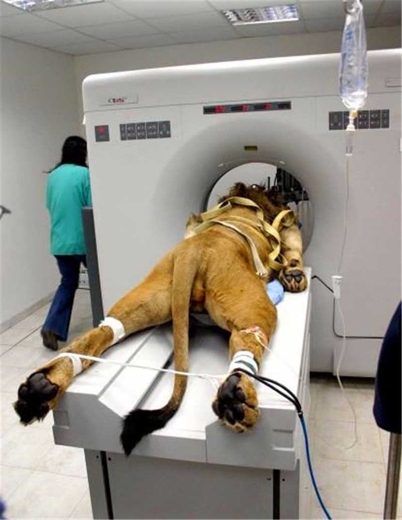 动物生病也要救治,凶猛的狮子老虎躺在手术台上,满脸的生无可恋