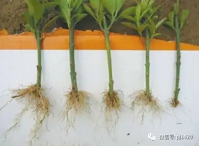 自制生根剂的8种方法,太实用了!