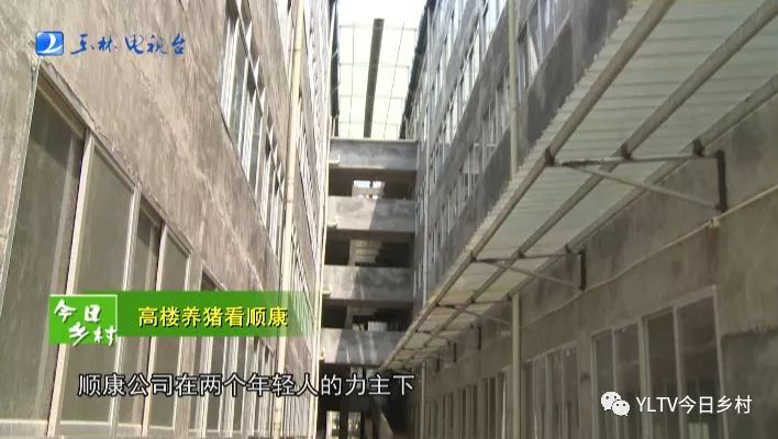 广西玉林六层猪场视频曝光,已投产高楼养猪究竟咋样?