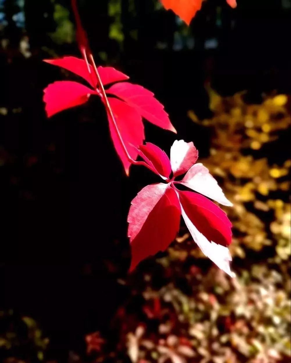 走进岁月的秋天