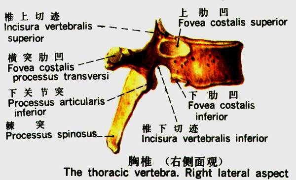 胸椎颈椎腰椎骨棘突定位图文详解