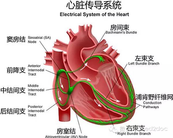 3分钟看懂心脏传导系统