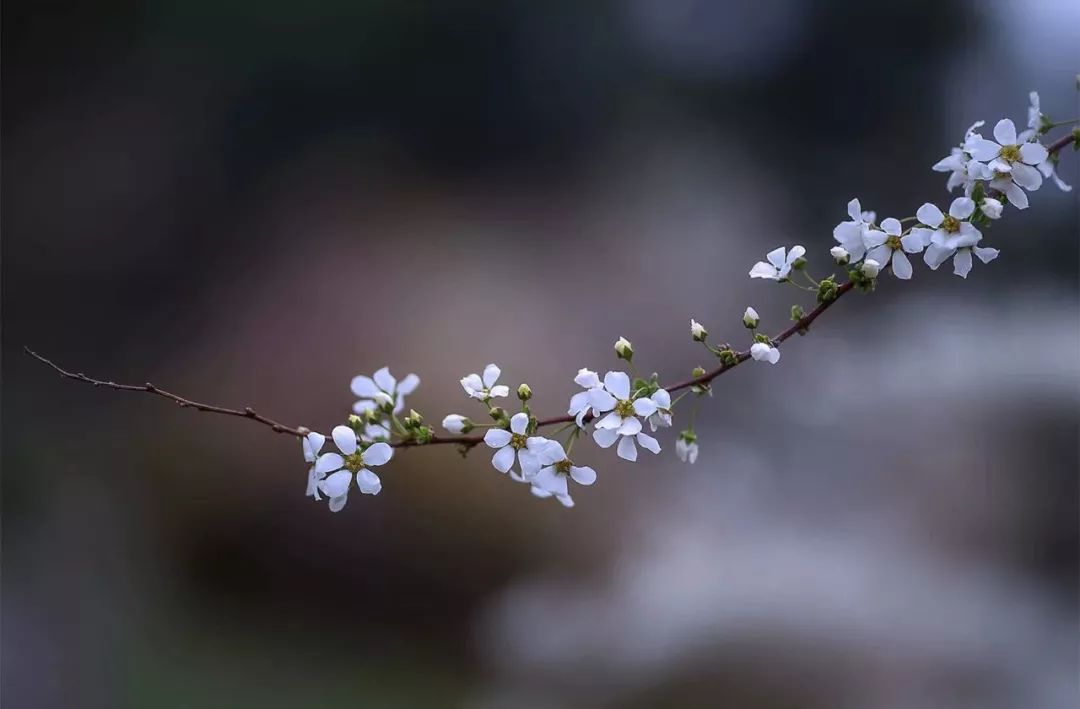 若无闲事挂心头便是人间好时节