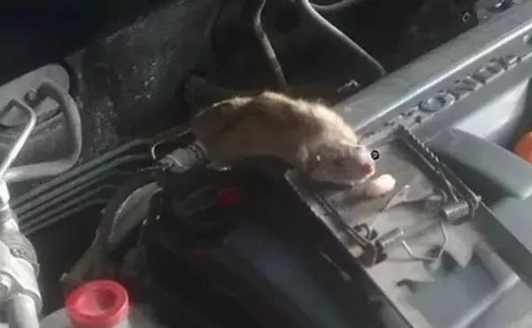 车子里为什么会有老鼠?真相在这里