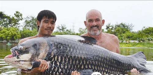 男子在泰国钓到成了精的鲤鱼——巨暹罗鲤