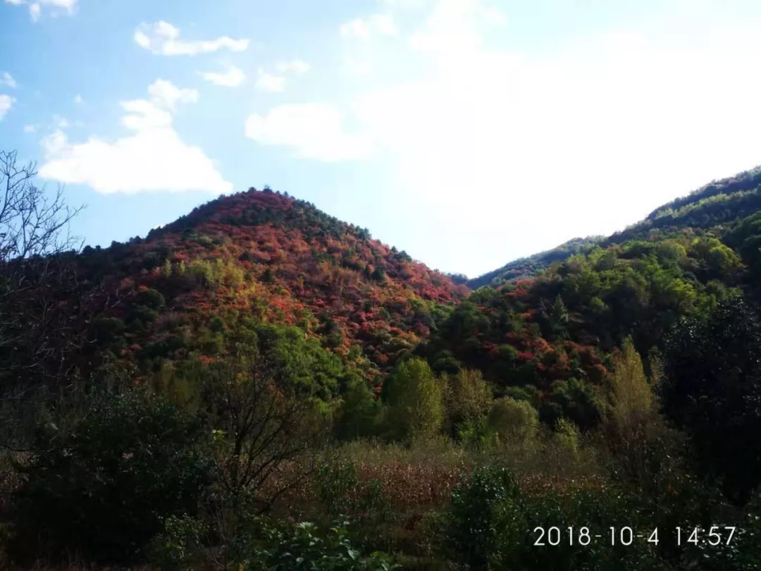 灵宝寺河山采摘苹果甜