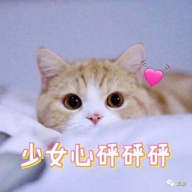 妈妈:"不能用猫做微信头像!