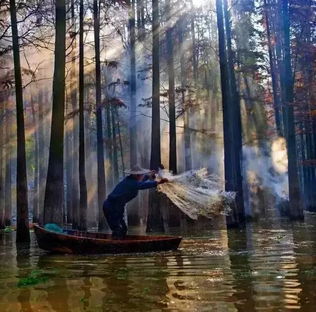 果博入口江浙沪这些罕见的水上森林即将迎来最美的时候每一处都惊艳到爆(图4)