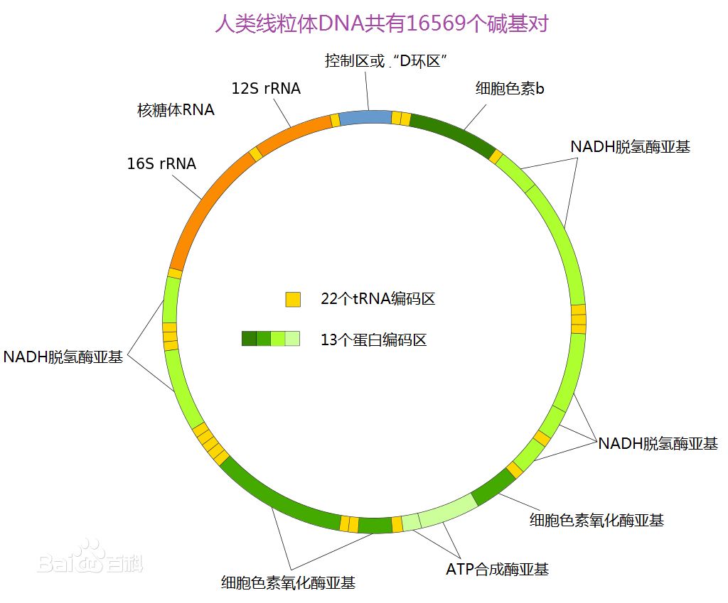 姜还是老的辣"老牌"基因编辑技术纠正小鼠的线粒体d