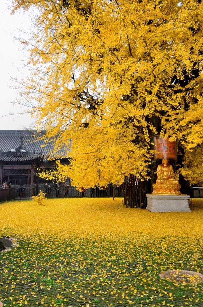 栽于秦岭终南山古观音禅寺的这株银杏