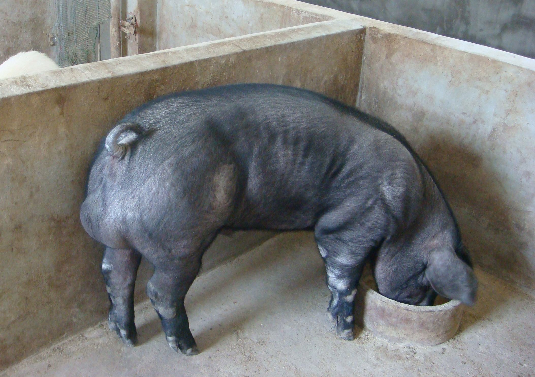 猪圆环病毒病与猪瘟混感，到底对猪场危害多大，看完就知道了