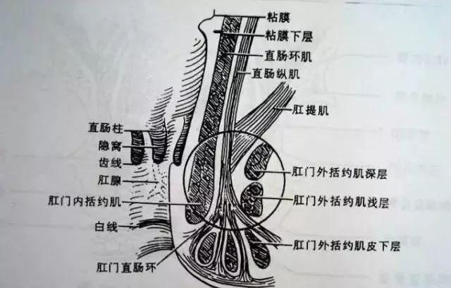 即肛门外括肌的上部围绕直肠纵肌和内括约肌,并连合耻骨直肠肌,环绕