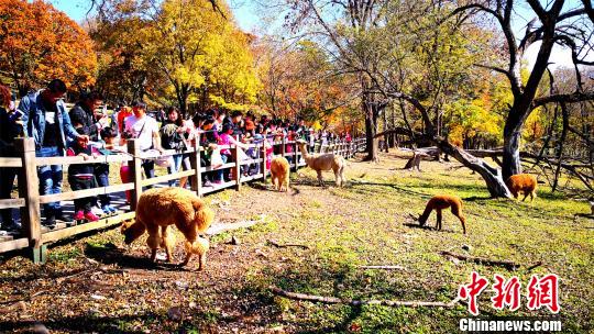 哈尔滨平山神鹿风景区秋季景色.黑龙江省森工总局供图