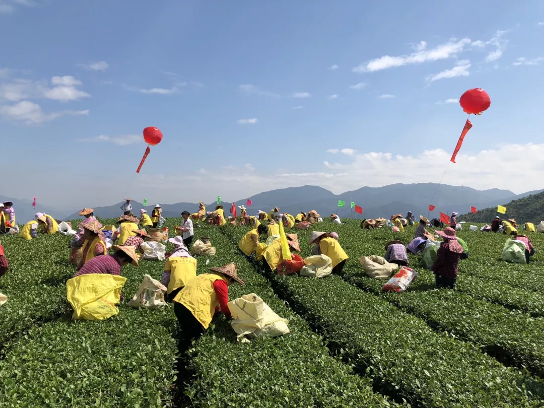 100多名采茶工统一采青