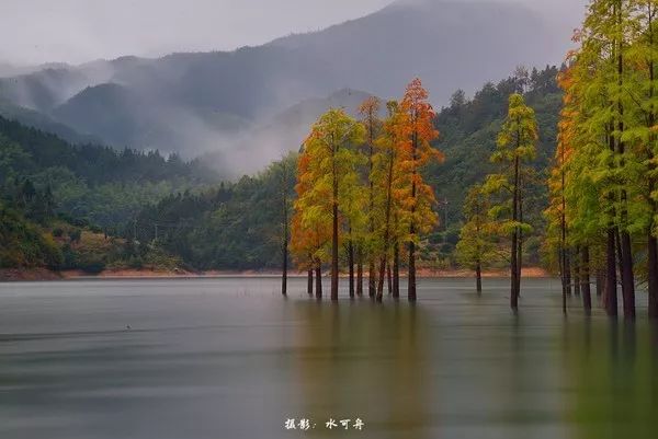 果博入口江浙沪这些罕见的水上森林即将迎来最美的时候每一处都惊艳到爆(图13)