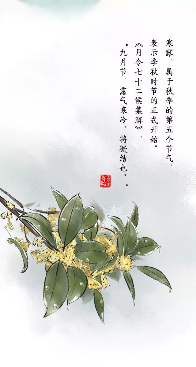 寒露丨天高昼暖夜来凉枫林尽染菊飘香