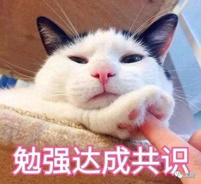 为什么不能用猫做头像