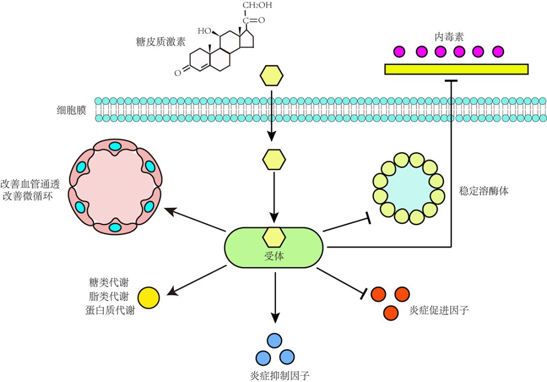最后,糖皮质激素可以减轻内毒素对细胞膜的破坏,稳定溶酶体结构(图1)