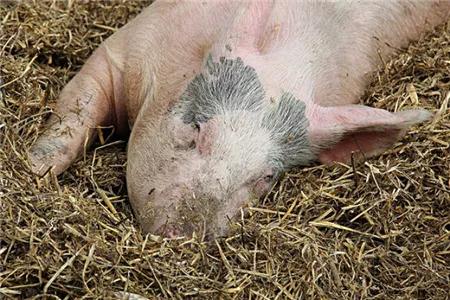 饲料容易发霉,目前能对猪造成不良影响的霉菌毒素有140多种,其中黄曲