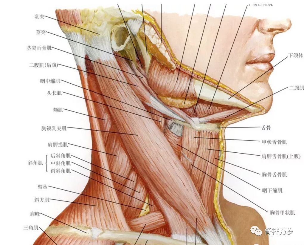 肩颈手法需要松懈的肌肉