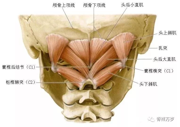 头后大直肌附着点起点:枢椎(c2)的棘突止点:枕骨下项线的外侧部功能