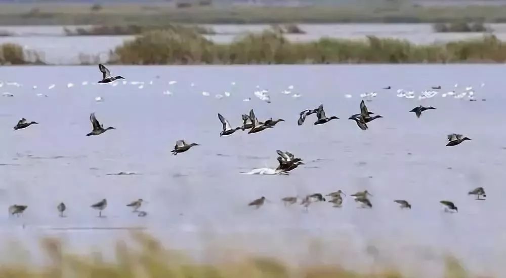滨海观鸟季来了10万只候鸟落脚北大港湿地附观鸟指南