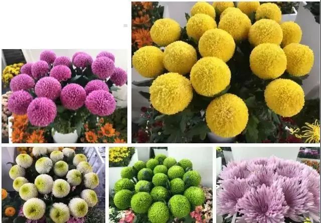 国际菊花展集结了全世界的菊花品种!