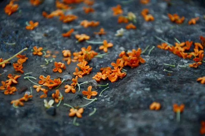 秋,香._桂花