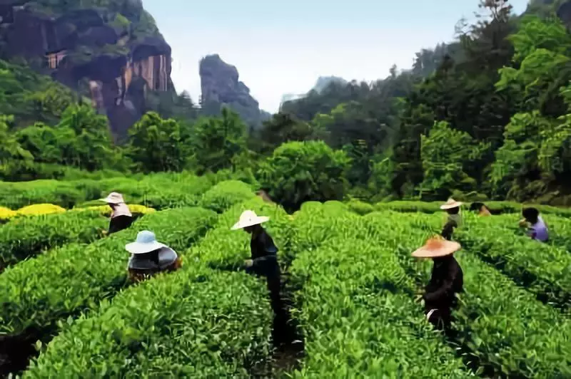 三坑两涧的岩茶到底优秀在哪里