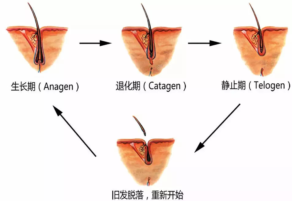 头皮健康了,才能有效的,养护毛囊不受损害,维持稳定的生发周期,不断地