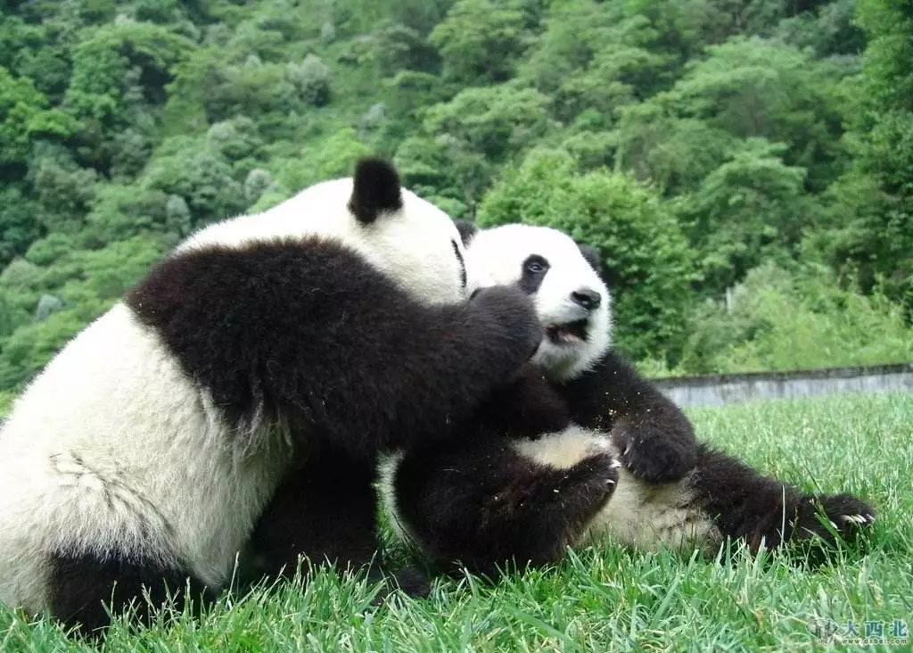 秦岭大熊猫种群数量增幅已居全国之首 全省圈养大熊猫