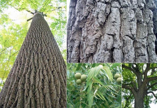 黑胡桃木材的价值(the value of black walnut l