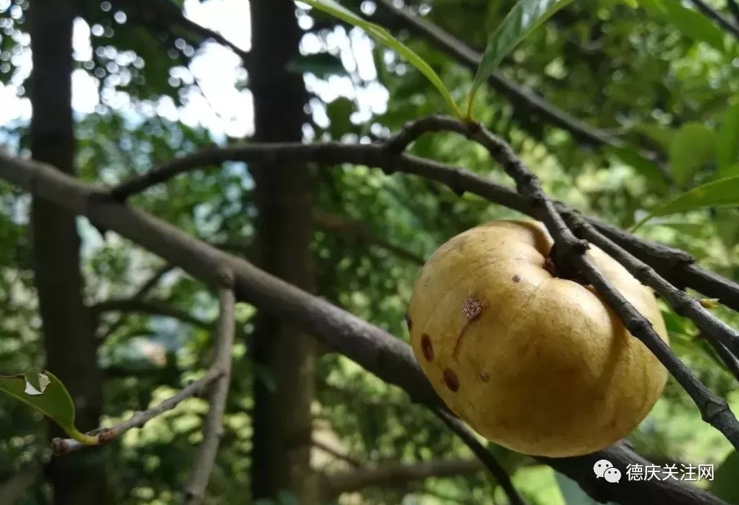 好爽德庆象牙山里的野山竹熟啦男子徒手爬数米高大树摘果