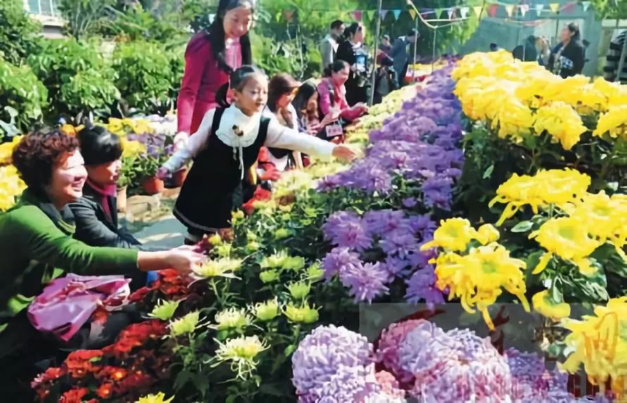 农历九月俗称菊月,节日举办菊花大会,倾城的人潮赴会赏菊.