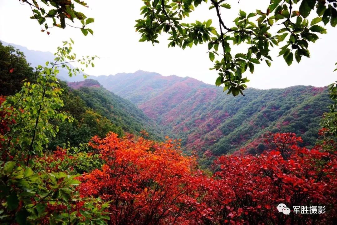 【灵宝美出新高度】寺河红叶季,大幕已拉开