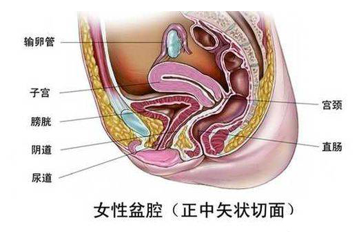 美道空间提醒女性:盆腔温度提升1度,妇科炎症减少90%!