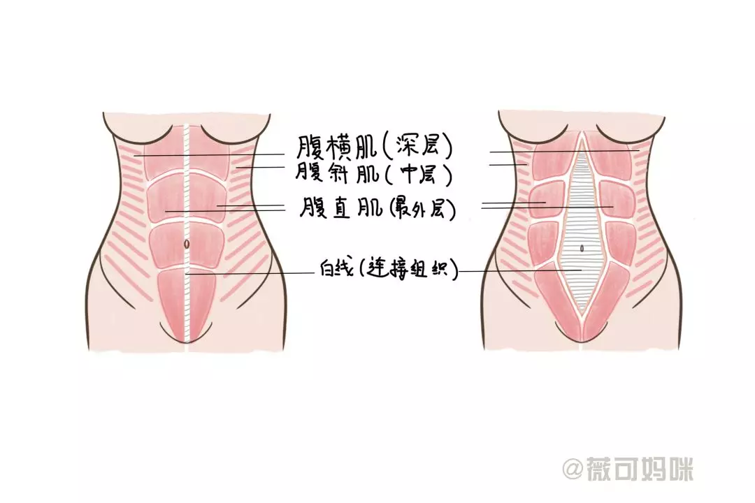 众所周知,女性的腹部肌肉最容易松弛,通过自身锻炼