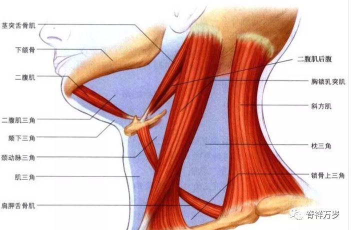 止点:前斜角肌止于第一肋内上缘;中斜角肌止于第一肋外上缘;后斜角肌