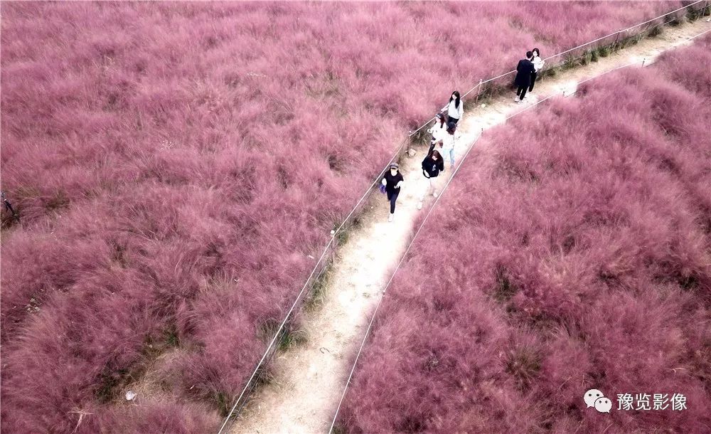 郑州的秋天是粉红色的?这片"网红草原"今年又火了!